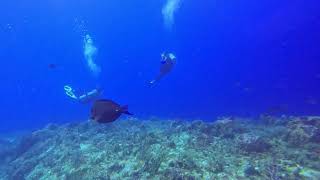 Cozumel 2023, Day 1, Dive 2, Part 2