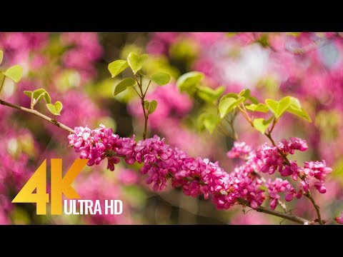 image-What flowers are blooming in April?