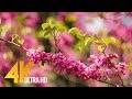 The Best 29 Beautiful Nature Spring Background Wallpaper
