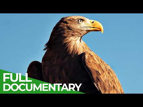 Wings of Freedom: The Last Wild Sea Eagle