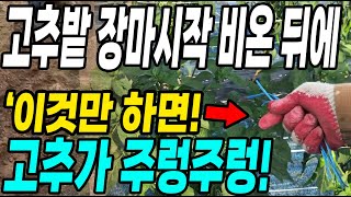 고추밭 장마시작 비온뒤 이것만 하면 고추가 주렁주렁! 모든고민 해결!