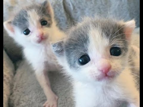 Twin Kittens Best Friends