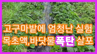 고구마 밭에 엄청난 실험 마늘목초액,바닷물 폭탄 살포~
