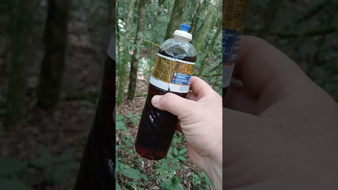 qual melhor arvore para armar iscas para captura de ASF,(+dicas)