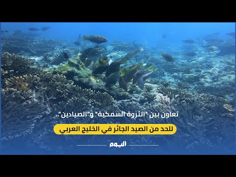 الصيد الجائر بمياه الخليج يهدد بانقراض الأسماك
