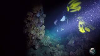 preview picture of video 'SCUBA DIVING EGYPT - Elphistone Resort Housereef - Spuky Nightdive 2017'