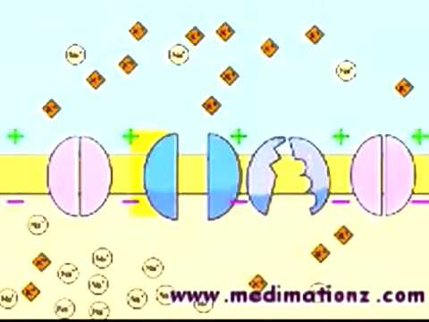 Video thumbnail for Action Potential