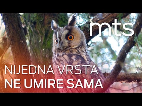 Sove – Nijedna vrsta ne umire sama