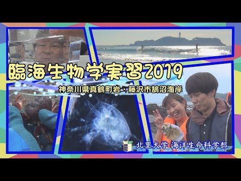 海洋生命科学科 2019年度 海洋実習（真鶴・地引網）