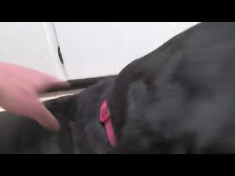 Talking Kitty Cat 31 - Shelby's Back Rub