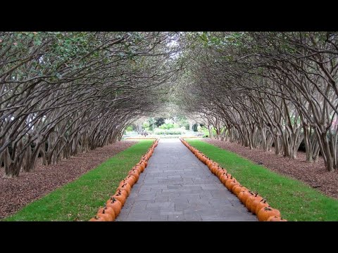 Fieldtrip to the Dallas Arboretum and Botanical Gardens