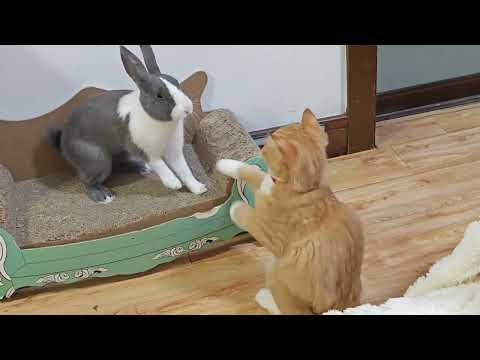 CAT VS RABBIT ! KUCING VS KELINCI SIAPA YANG AKAN MENANG !