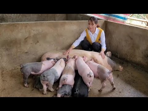 , title : 'Full Video: The Motherhood Of Sows And Piglets Is Magical.  Worth seeing.  ( Episode 172).'