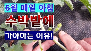 [텃밭농부 1,523]  6월의 아침에 매일 수박밭에 가야 하는 이유? #수박재배