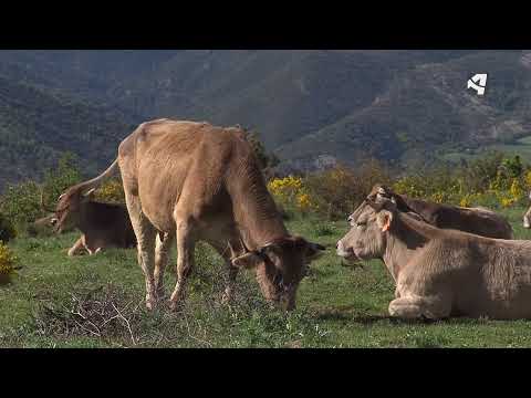 Fotograma del vídeo: Marca Reserva de la Biosfera Ordesa-Viñamala