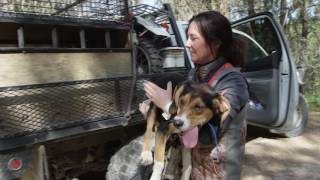 Nomad - Season 1 - Black Bear