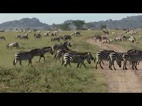 Longest land migration: The strange migratory route of the Burchell’s zebra (VIDEO).