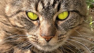 Kitties Fluffy & Bluebell Cats Play Fighting Milkytales Thanks Link