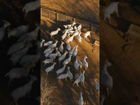 ​¿El paraíso oculto de San Luis? Suscribite para descubrir más lugares así 🐐🏔️✨
