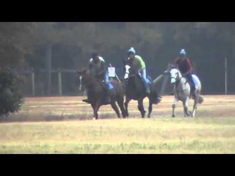 She's Justified (Harlan's Holiday filly) in Camden 11/2012