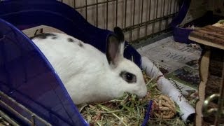 Blossom the Rabbit's Nesting Behaviour and Gives Birth