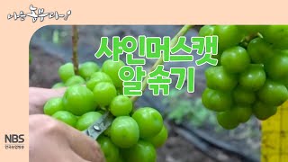 [나는농부다 260회] 샤인머스캣 알 솎기