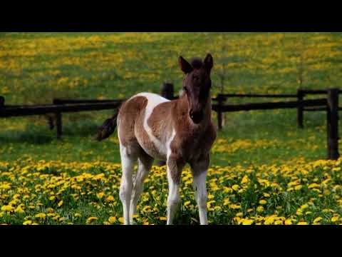 Zagroda Edukacyjna Patataj - Koń blisko natury