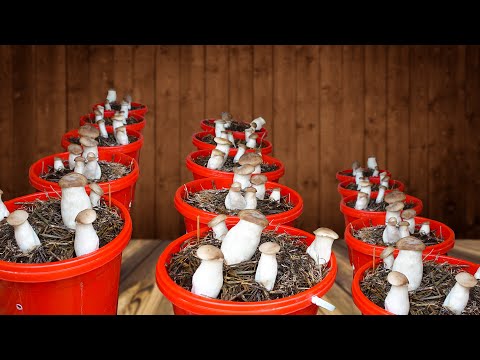 Growing mushrooms the traditional way – Easy to grow – Quick harvest!