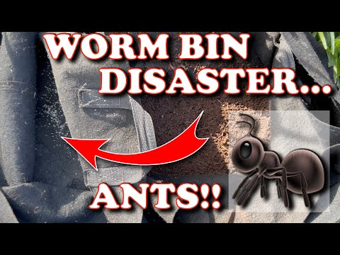 Major Ant Infestation In My Worm Bin! | Vermicompost Worm Farm