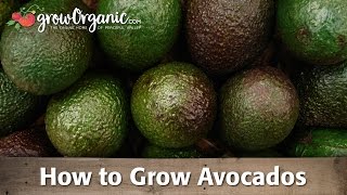 Growing Avocados