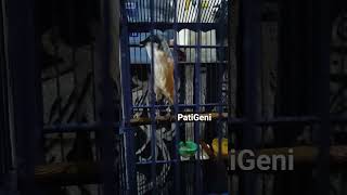 Download lagu cendet isian gereja panjang #cendetgacor #cendet #cendetprestasi #gereja mp3