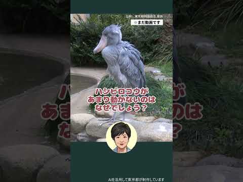 【ハシビロコウもう見た？】ぜひ上野動物園で観察してみてくださいね！