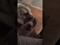 Lola S Bedtime Temper Tantrum