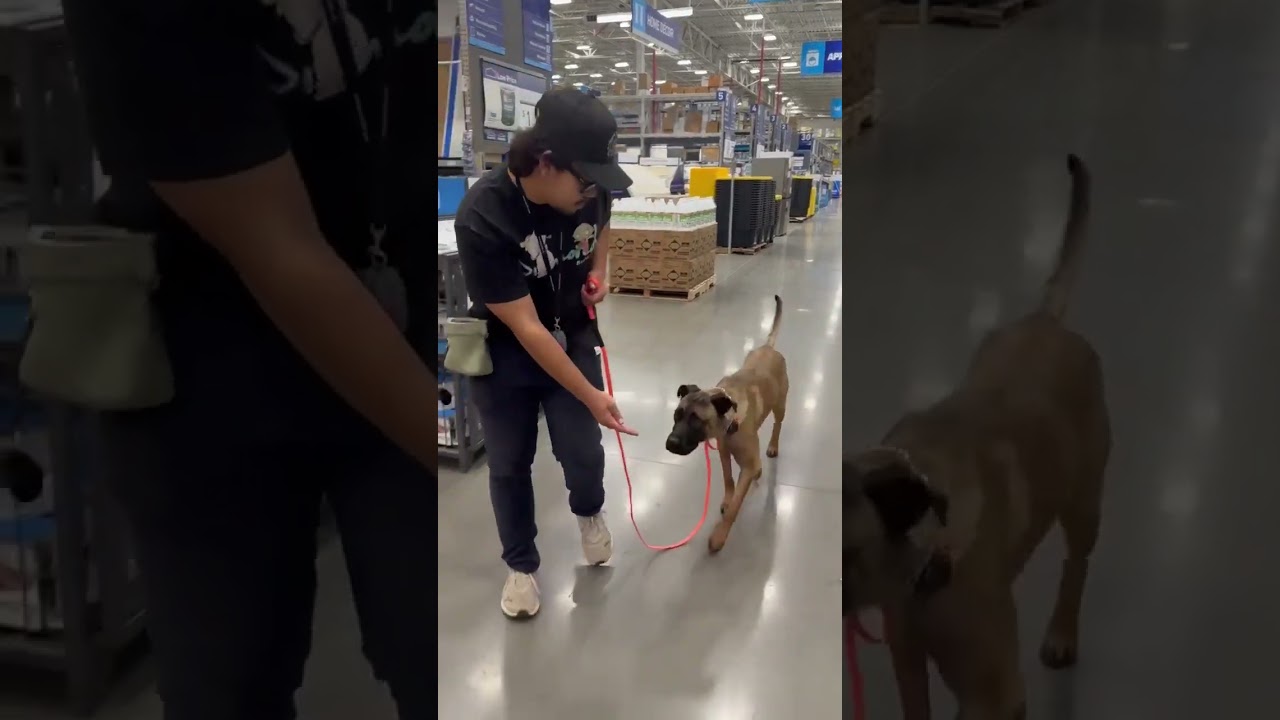 Bruce, a ADOPTABLE mixed breed in Murrieta, CA video 4/6