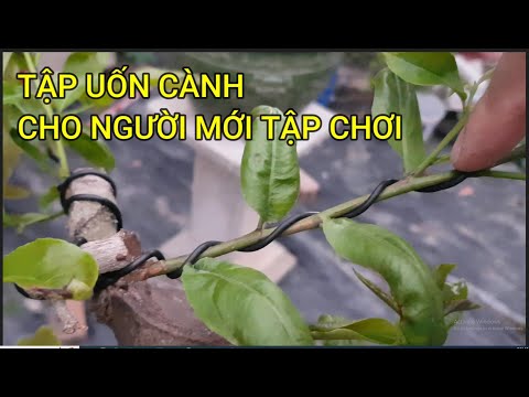 🔴 QBS23417 - CÁCH UỐN CÀNH CÂY MAI VÀNG DÀNH CHO NGƯỜI MỚI TẬP CHƠI | CÁCH CHĂM SÓC CÂY MAI VÀNG