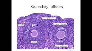 FEMALE GENITAL SYSTEM HISTOLOGY DATA SHOW 2015 Part 1