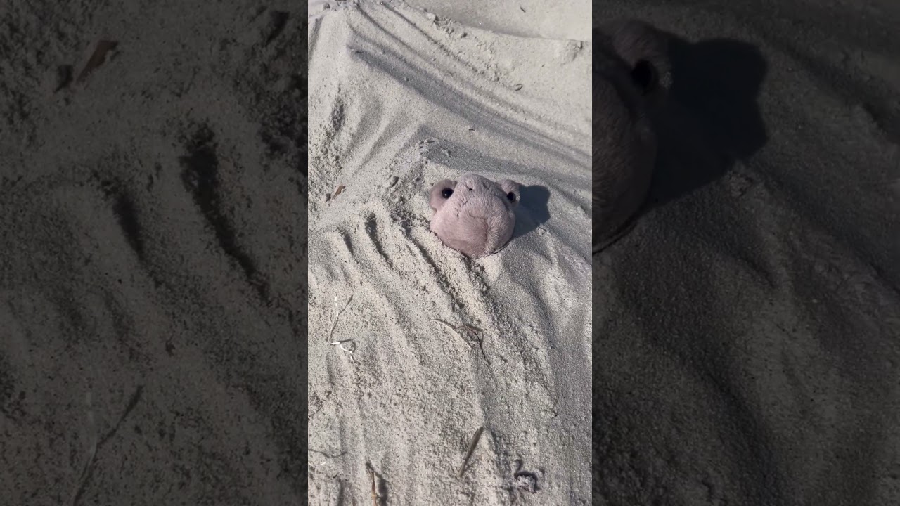 #memes #cute #funny #fyp