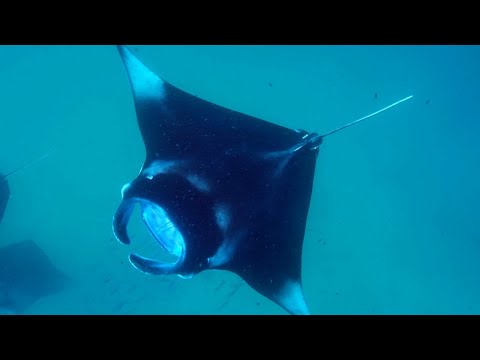Why Are Manta Rays So Important? | Our Changing Planet  | BBC Earth