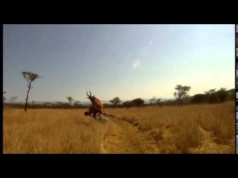Mountain Biker gets taken out by BUCK   CRAZY Footage   Only in Africa