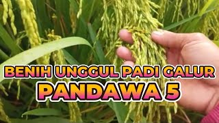 Download lagu Advantages and Characteristics of Pandawa 05 Rice Line (Pandawa Lima) mp3 Download lagu Advantages and Characteristics of Pandawa 05 Rice Line (Pandawa Lima) mp3