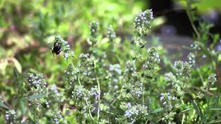 preview picture of video 'Honey Bees of Carolyn's Garden'