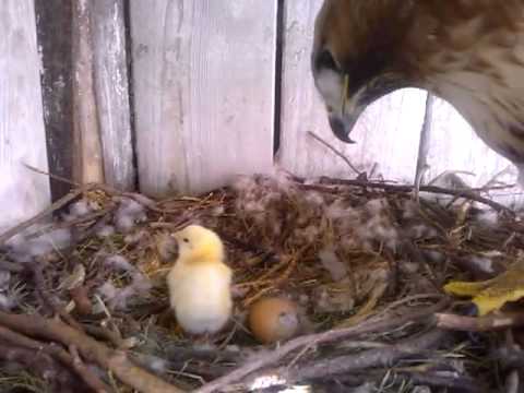 Redtailed Hawk at QFE breeding center & day old chick