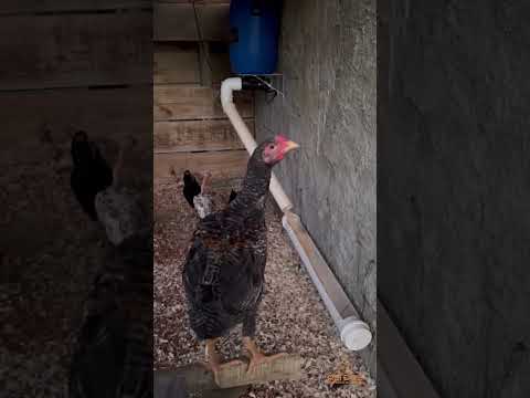 , title : 'Alimentador inteligente para galinhas - Economize tempo e dinheiro no manejo da sua criação'