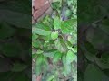 Tulsi Maya Ka Bhajan Bhajan WhatsApp Status New Bhajan Song