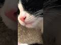 Tuxedo Cat S Pink Nose Is So Cute Kitten Shorts Catsofyoutube