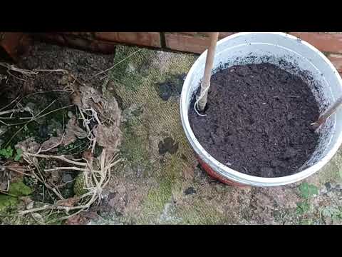 Growing Cucumbers. Part3 - Planting in the greenhouse