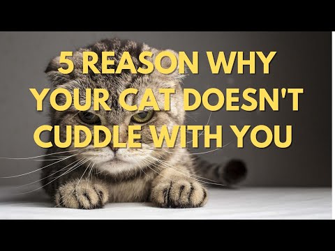 5 Reasons Why Your Cat Doesn’t Cuddle With You