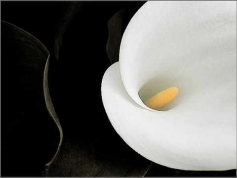 J. W. Hertel: 'Sinfonia à 4' for strings & b.c. in F major [Bruxelles Library]