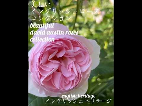 イングリッシュローズ「ヘリテージ」 植物