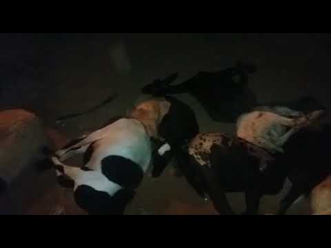 Polícia recupera ovelhas roubadas em área rural do Gama